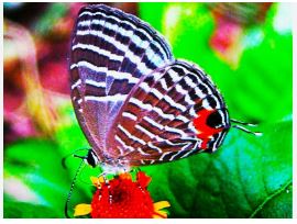 Kaziranga National Park emerges as India's second butterfly diversity hub