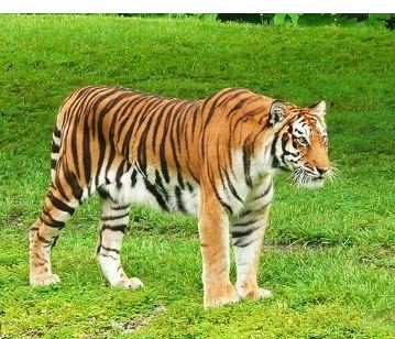 Royal Bengal tiger translocated from Maharashtra to Odisha’s Similipal Tiger Reserve
