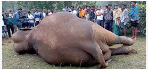 Odisha Forest Minister orders inquiry into series of elephant deaths