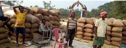 Paddy procurement to begin on Nov 21 in Odisha's Bargarh: Minister.