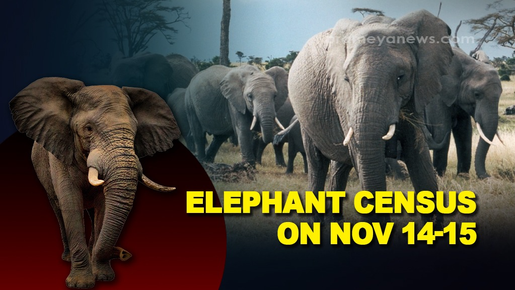 Odisha to conduct elephant census on Nov 14-15