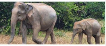 Three forest personnel suspended after elephant deaths in Odisha's Sambalpur