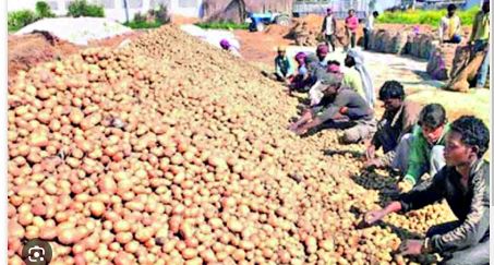 Potato prices likely to rise as Bengal traders threaten strike 
