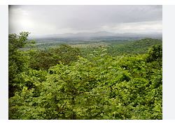Odisha ranks 2nd in green cover growth in India: Report
