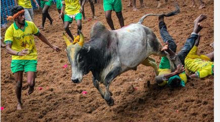Pongal Celebrations: Tamil Nadu's Jallikattu kicks off with 1,100 Bulls competing