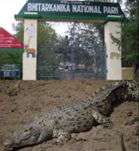 Bhitarkanika National Park in Odisha sees stunted growth of estuarine crocodile this year!
