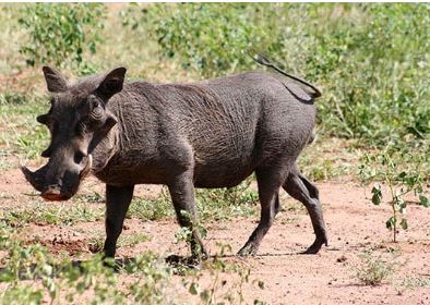 Elderly woman dies in wild boar attack in Odisha's Jajpur village