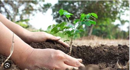 Orissa HC grants bail to accused with condition of planting 200 saplings