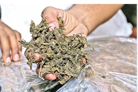 Excise Officials Seize 70 Kg of Ganja in Odisha’s Ganjam, arrest four persons