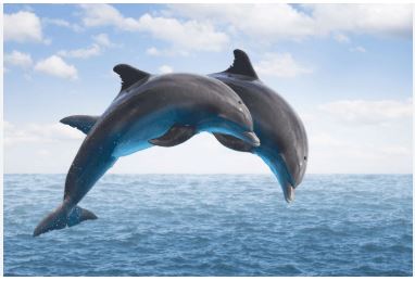 Over 6,300 dolphins in India: Survey Report