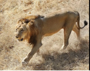 Odisha: 17-Year-Old Lion ‘Akash’ Dies at Nandankanan Zoo