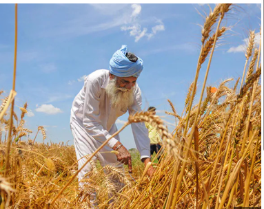 Centre hikes MSP for 14 Kharif crops for 2025-26 season