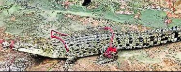 Odisha: Crocodile rescued near Bhitarkanika, released back into wild