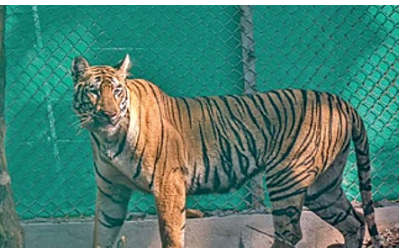 Similipal Tigress Zeenat, who roamed 3 states, now believed to be pregnant, says forest official