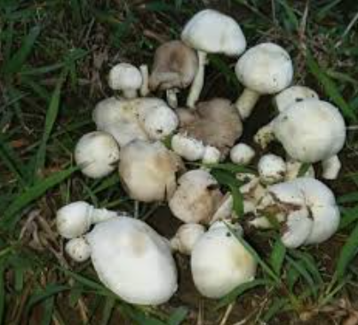 Odisha: 10 hospitalized after eating wild mushroom curry in Rayagada’s village