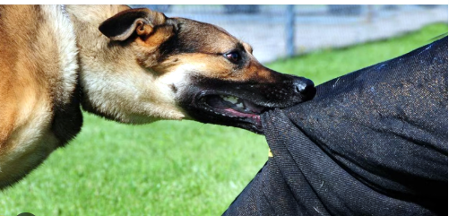 India Records 37 Lakh Dog Bites 2024 | Govt Boosts Rabies Fight