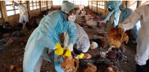 Odisha: Bird Flu outbreak prompts mass culling in Khordha district