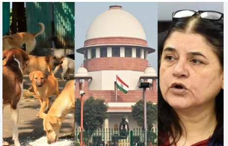 Maneka Gandhi Urges CJI for Humane Stray Dog Policy