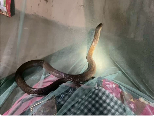 Cobra found beside sleeping man in Odisha’s Mayurbhanj, rescued without harm