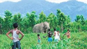 Elephant kills 2 in every 5 day in Odisha, State tops country since 2014; preventive actions zero