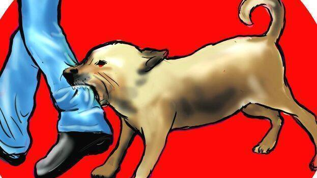 Why dog bites in Odisha growing up menacingly? EXCLUSIVE details inside.