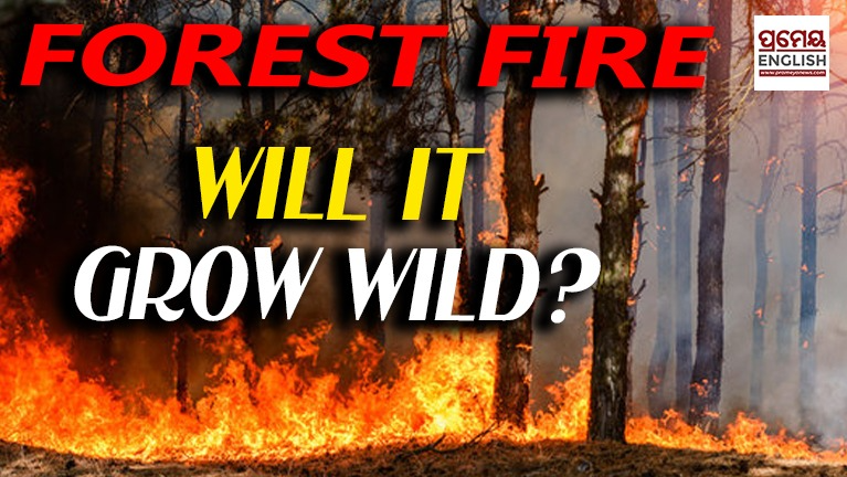 Forest Fire season begins in Odisha, 7 large fires brewing in State: Will it grow WILD! EXCLUSIVE
