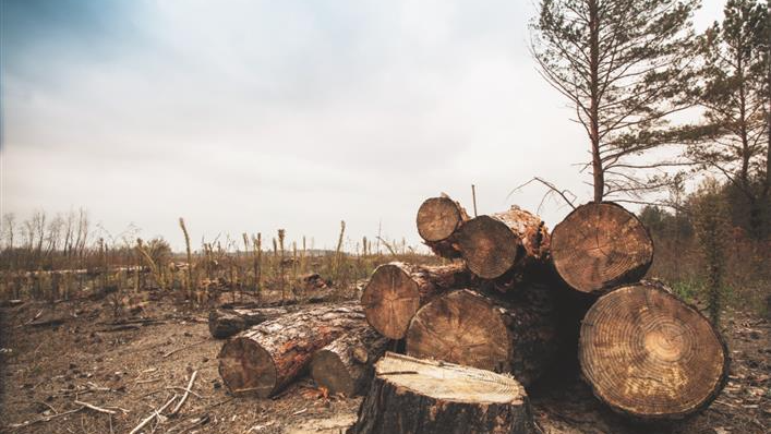 Odisha Forest Land Diversion Skyrockets: 41.5K hectares in 62 yrs, 24.46 ha in 2014-2024! EXCLUSIVE