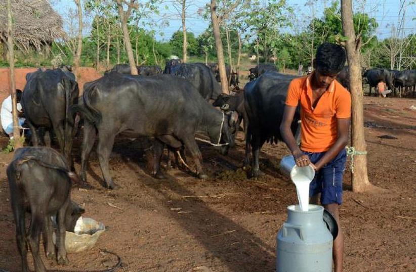 India's Milk Crisis: Threat to Livelihoods and Food Security