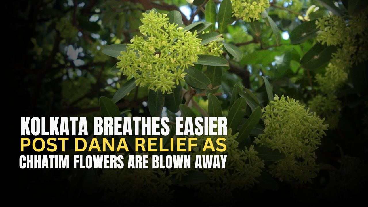 Post-Dana relief: Cyclone Dana Brings Relief from Chatim Allergy in Kolkata