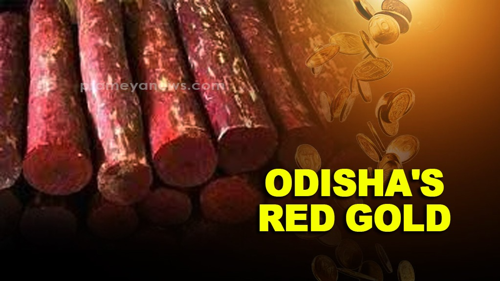 Odisha to Auction 771 Tonnes of Red Sanders Wood