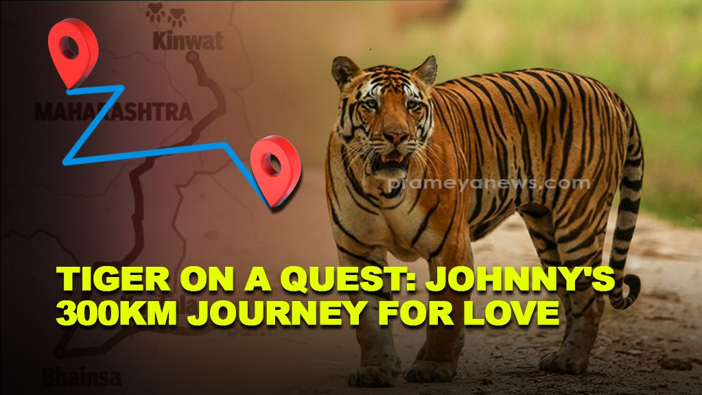 Tiger Johnny's 300-Km Journey for a Mate