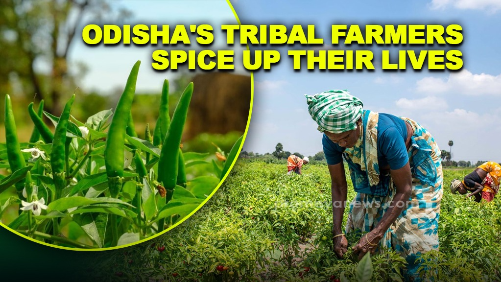 Odisha's tribal farmers spice up their lives with chilli cultivation