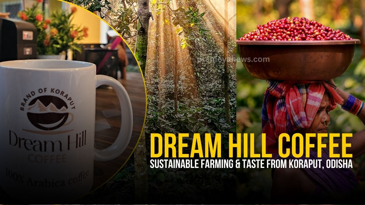 Dream Hill Coffee: Koraput’s Eco-Friendly Coffee Estate & Tourism Hub