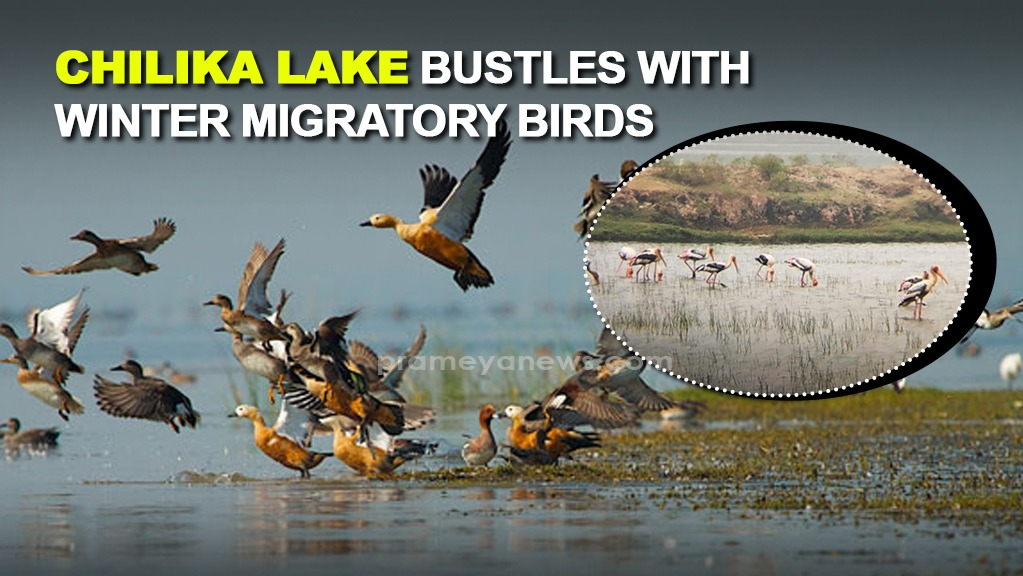 Chilika Lake bustles with ‘Winter Migratory Birds’; Forest Department enhances security