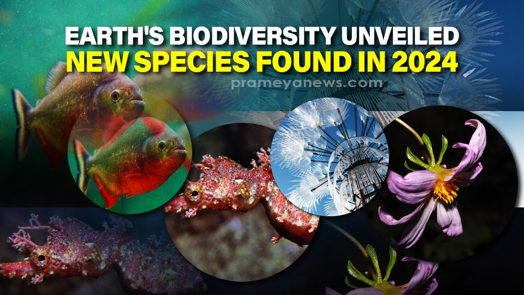 New Species Discovery 2024: Hidden Wonders Unveiled