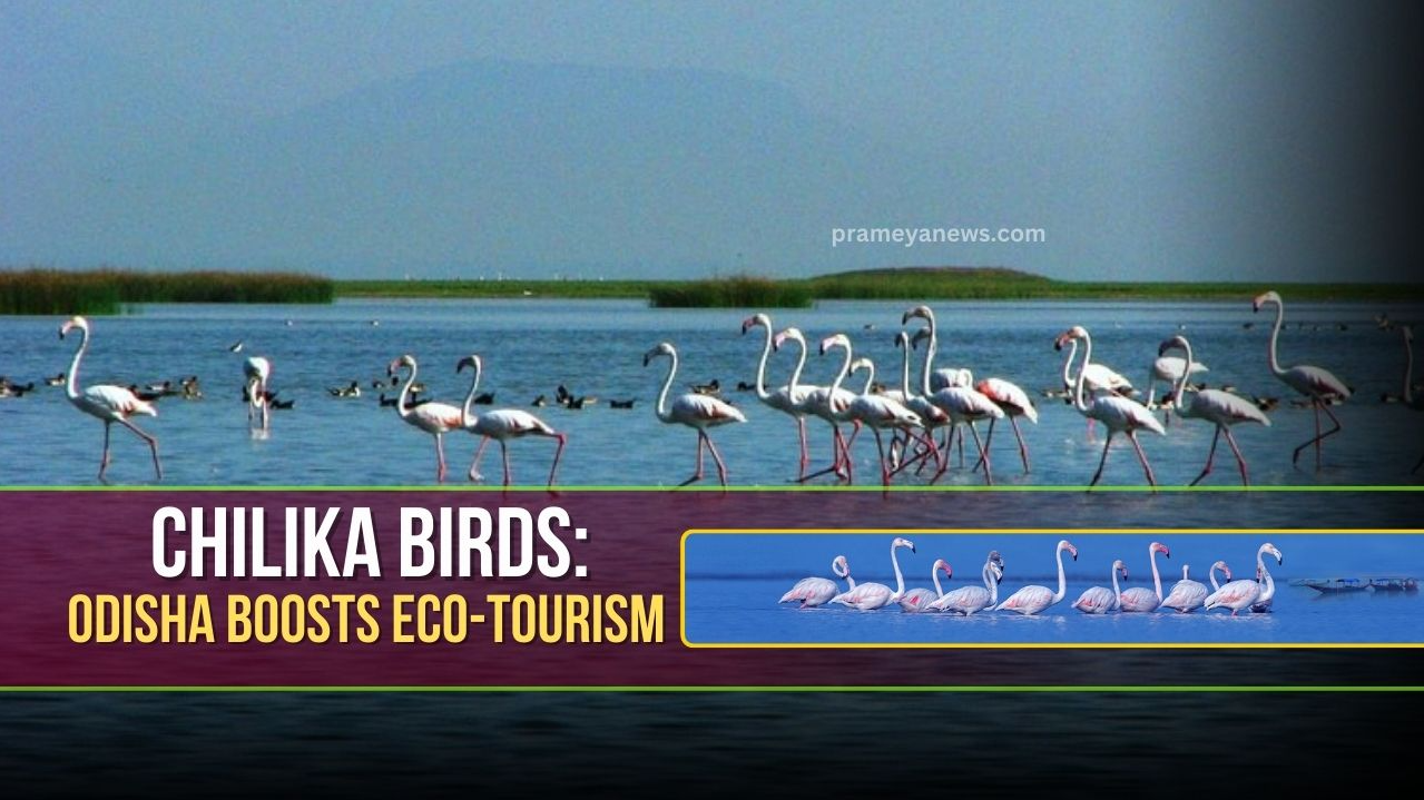 Chilika Bird Festival: Odisha’s Eco-Tourism Revolution