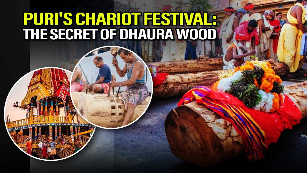 Puri Rath Yatra: The Sacred Secret of Dhaura Wood