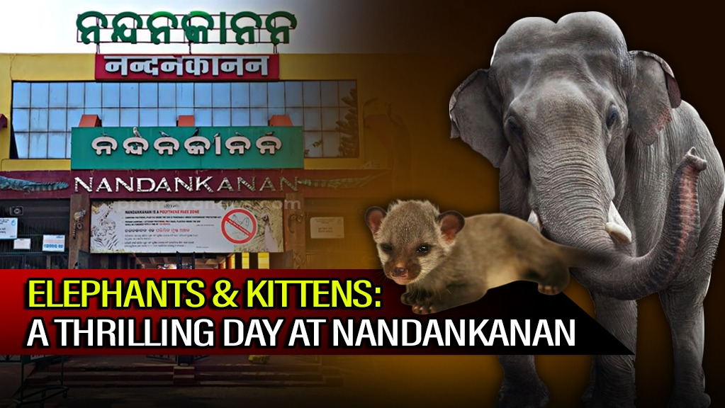 Big Visitors (elephants), Tiny Arrivals (kittens): A Day of excitement at Nandankanan 