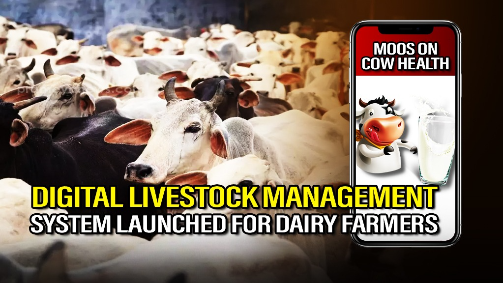 "Moos" on Cow Health: Digital Livestock Management System Introduced for Dairy Farmers