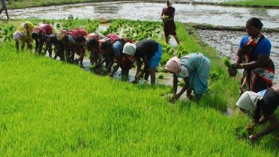 Unlocking Odisha's Farmland Potential: Could Agricultural REITs Be the Future of Farming in Odisha?