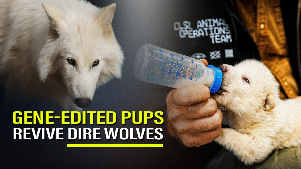Dire Wolves Genetically Revived After 12,000 Years