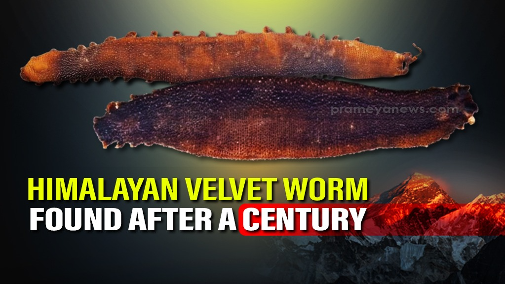 After a Century: Rare Himalayan Velvet Worm Rediscovered in Arunachal's Siang Valley