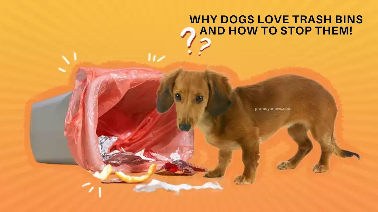 Pet Care: Know why your Dog Can't Resist the Trash Bin and How to Stop It