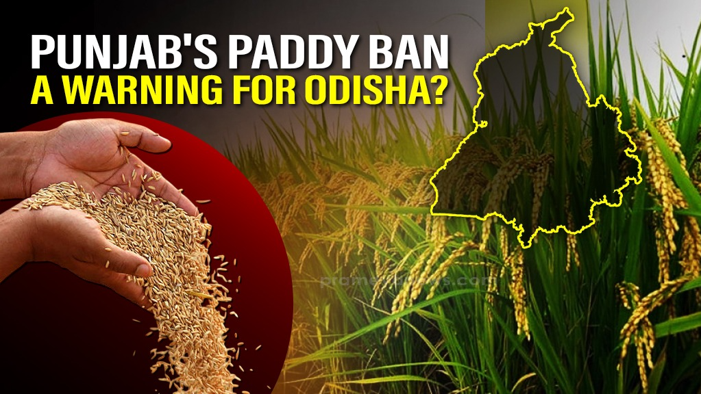 Odisha Farmers Aware: The Rationale behind Punjab's Hybrid Paddy Seed Ban