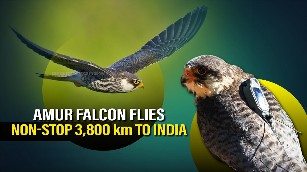 A non-stop 3,800 km flight of Amur falcon endured to reach India