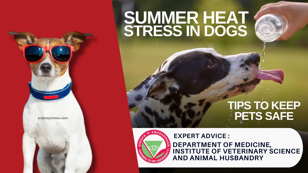 Summer Heat Stress in Dogs: Risks & Relief Tips