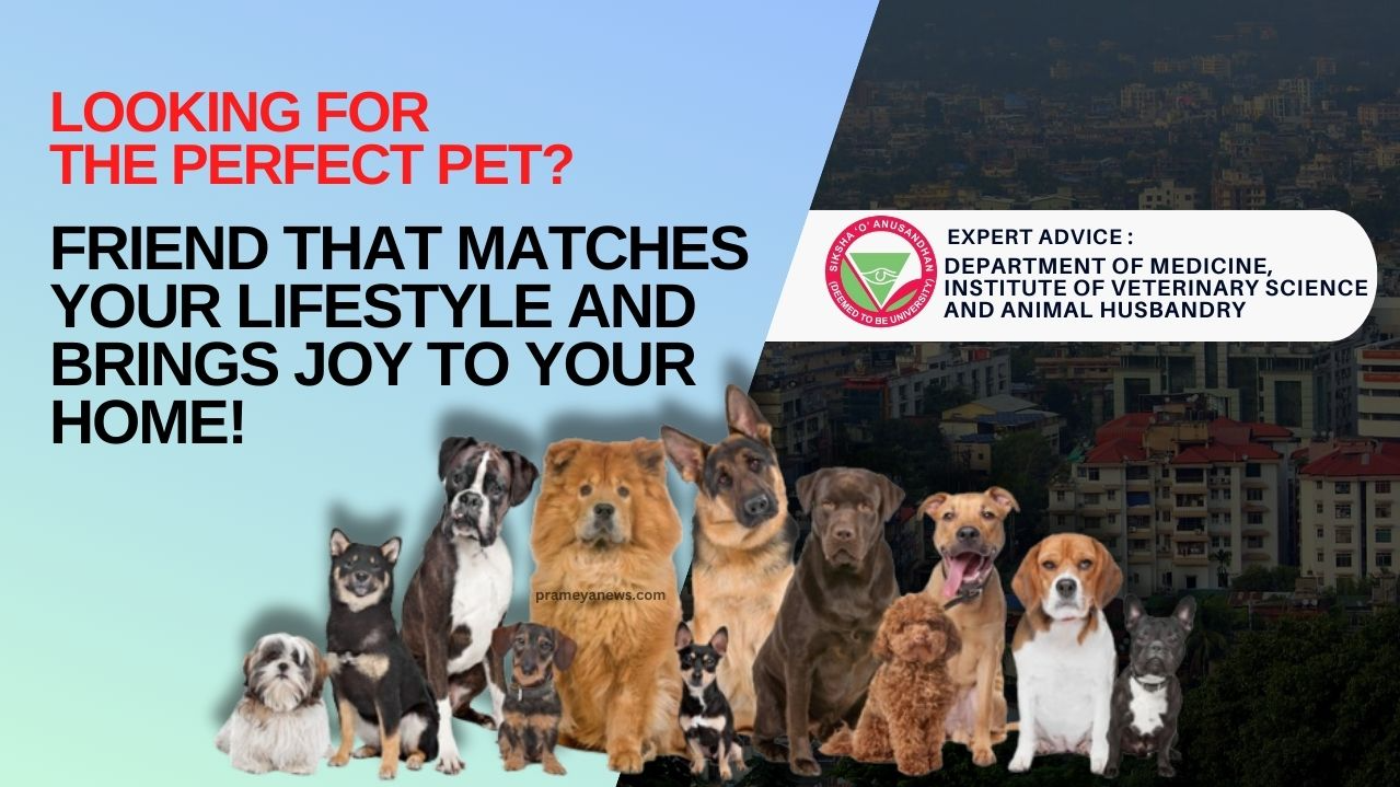 Find Your Perfect Pet Match: Choosing the Right Companion for Your Lifestyle