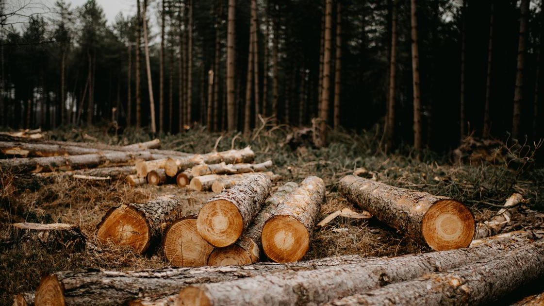 India's Primary Forest Loss increases in 2024, reaching 18,200 Hectares, as per Global Forest Watch