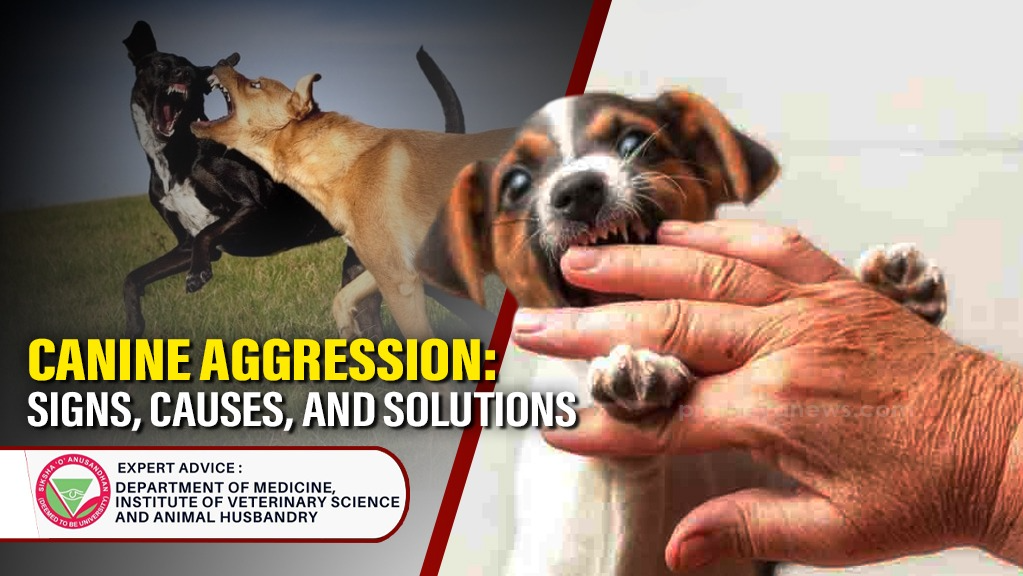 Canine Aggression: Recognising Signs, Understanding Causes, and Implementing Effective Solutions