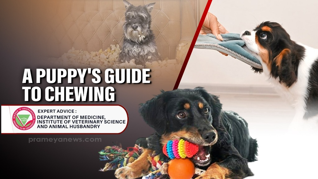 A Puppy's Guide to Chewing: What Owners Need to Know About This Natural and Necessary Behavior.